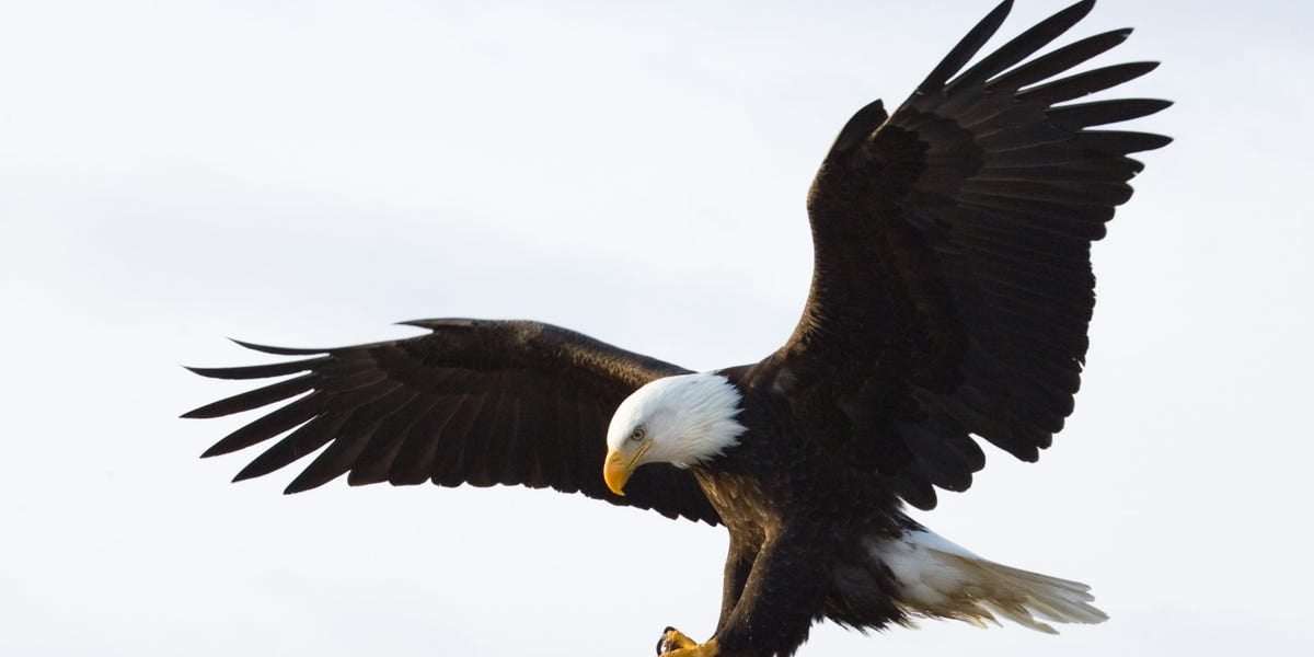 The bald eagle wasn't actually the official bird of the US until this week