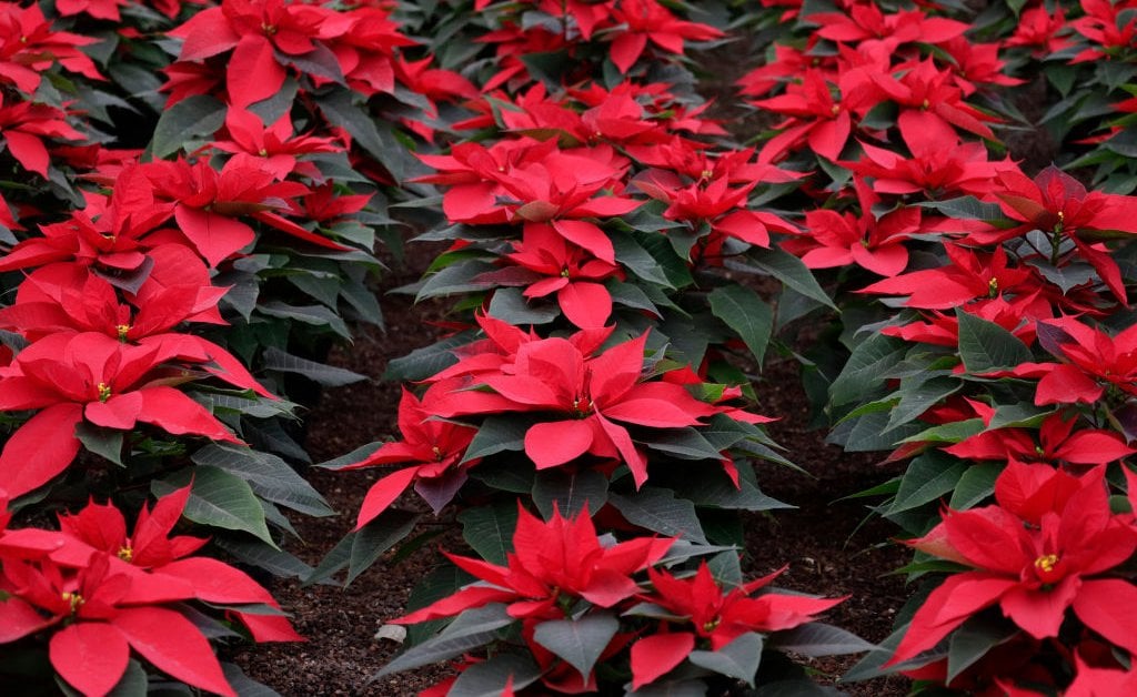 How the Poinsettia Became a Symbol of Christmas