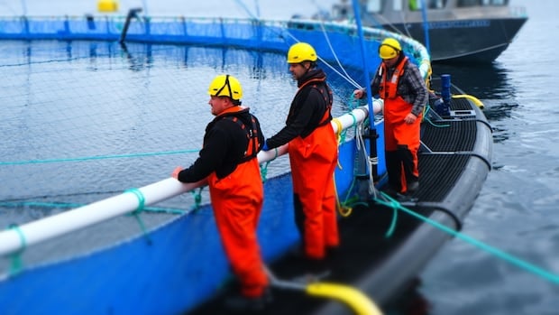 8,000 litres of diesel spilled at salmon farm near Zeballos, B.C.