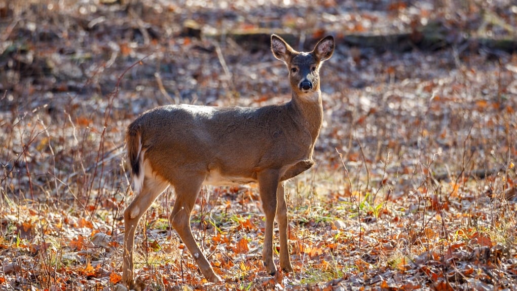 Another case of 'zombie deer' disease confirmed in B.C.'s Kootenays