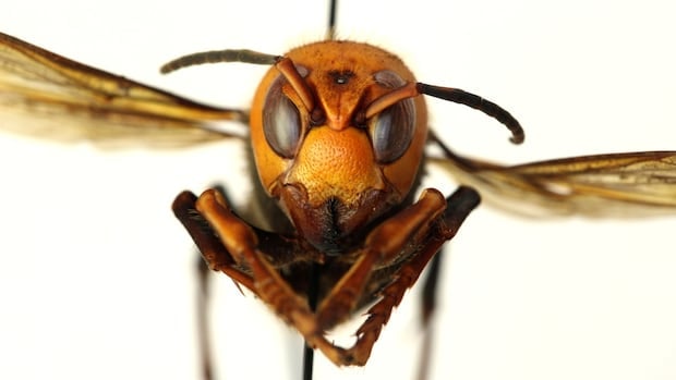 B.C. is murder hornet-free, province says, after U.S. announces eradication of invasive pest