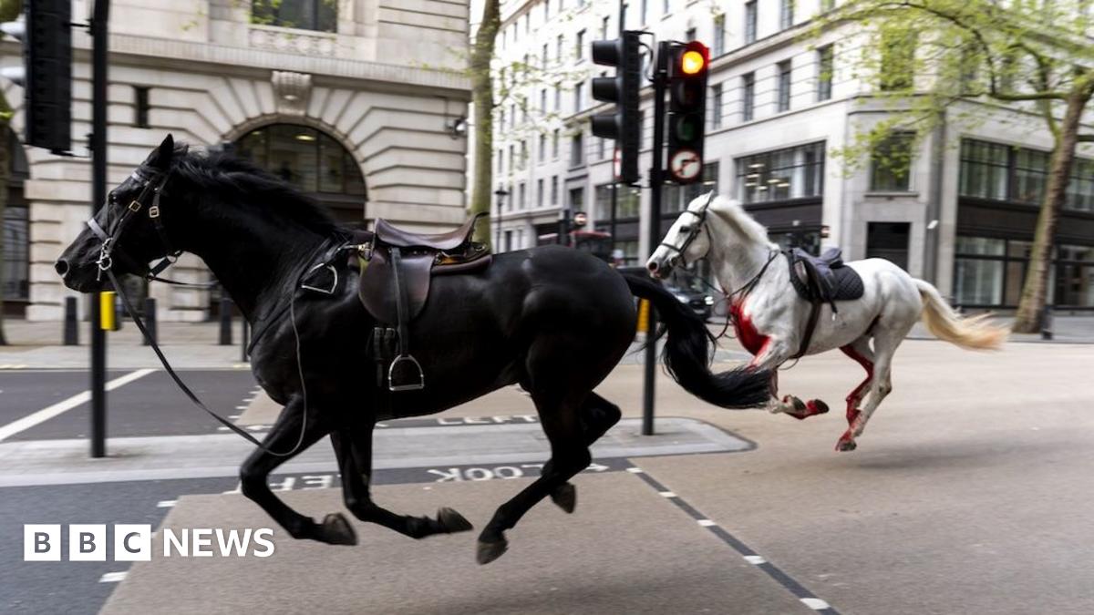 BBC News Quiz of the Year, Part 2: What made horses run wild through central London?