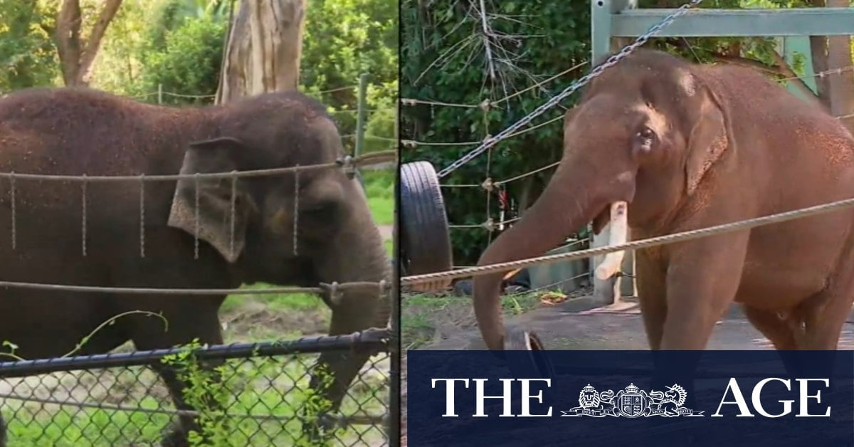 Beloved elephants celebrate last few days at Perth Zoo