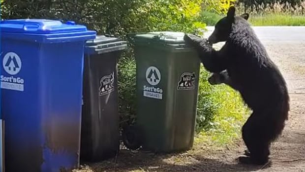 Bin-busting bears in Tofino and Ucluelet making quick work of bear-resistant garbage cans