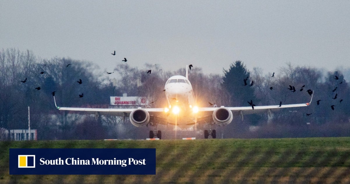 Bird strikes in Hong Kong unlikely to cause plane crashes, experts say