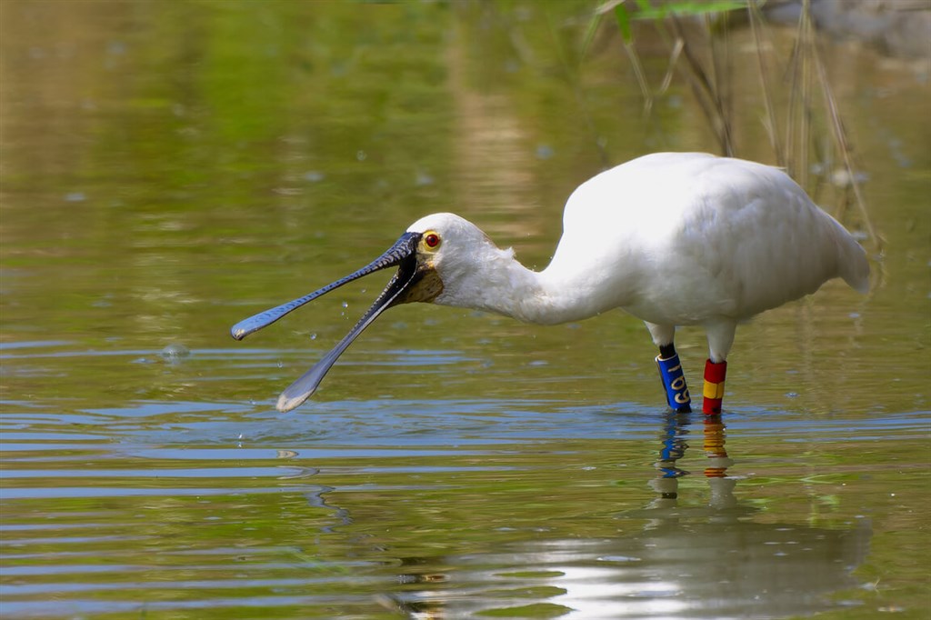 Black-faced spoonbill sets record by returning to Taiwan 9 years straight