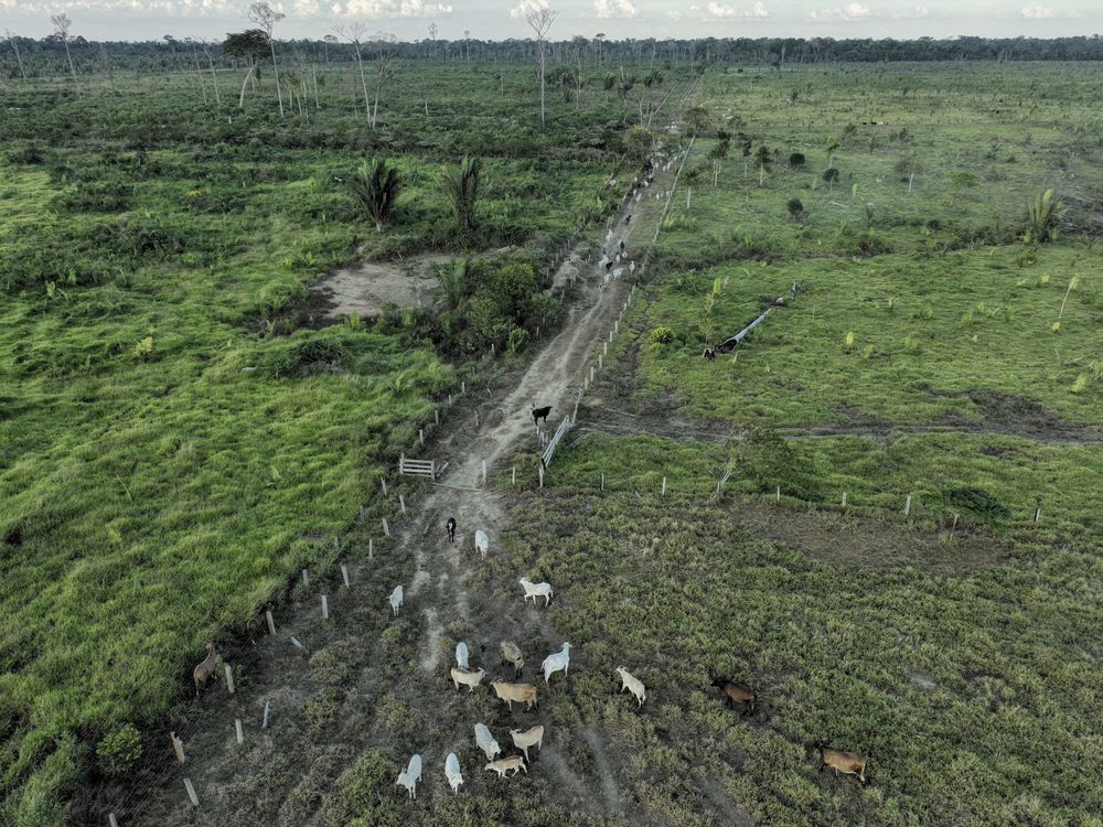 Brazilian beef and leather companies fall short in tackling deforestation, a study finds