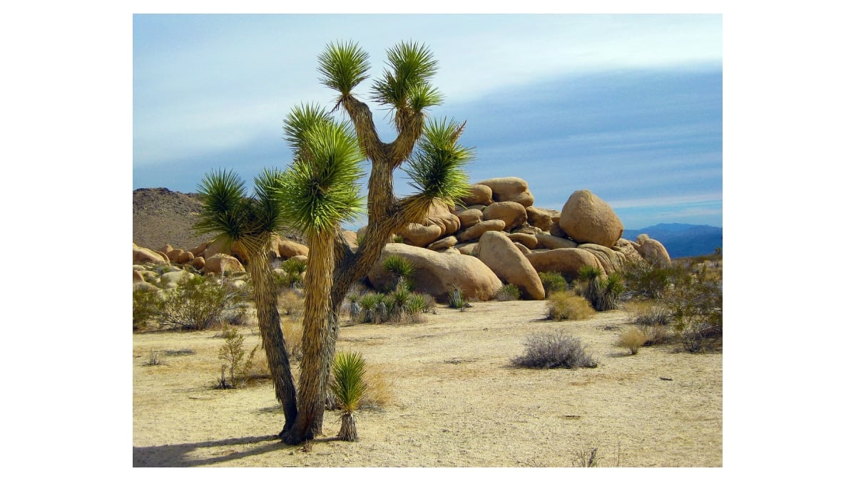 California Announces Plan to Protect Joshua Trees from Wildfires and Climate Change Threats