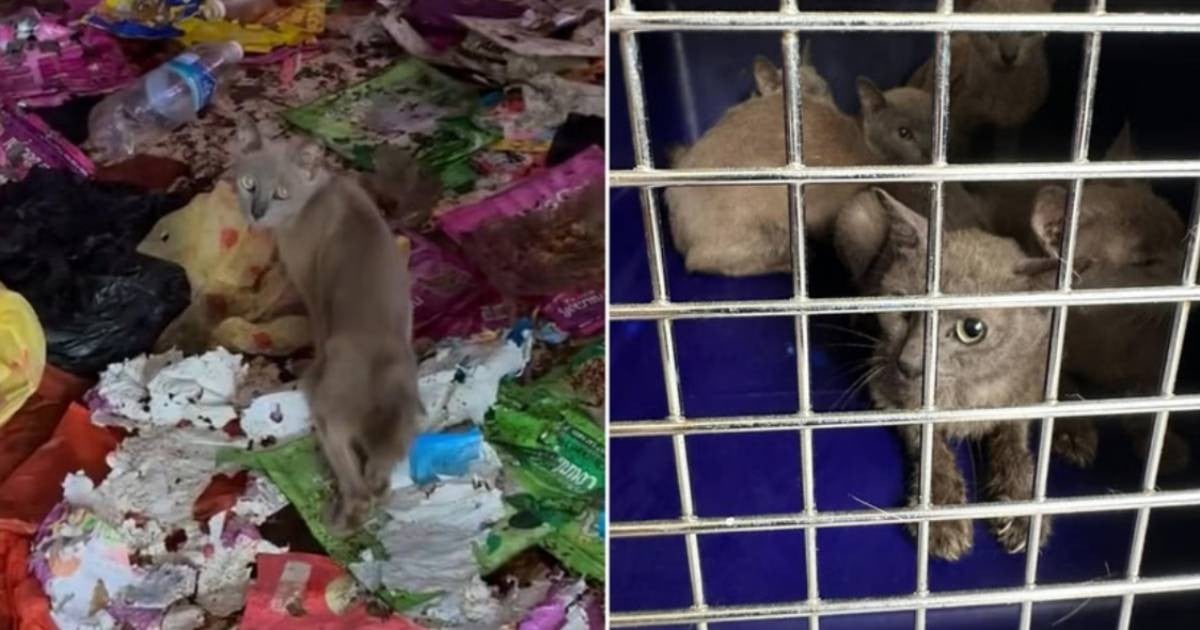 Cats falling from flat's window leads to discovery of 'rubbish, poo and pee everywhere'