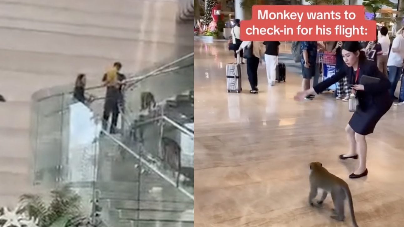 Changi Airport goes bananas: Macaques make a surprise landing for some monkey business