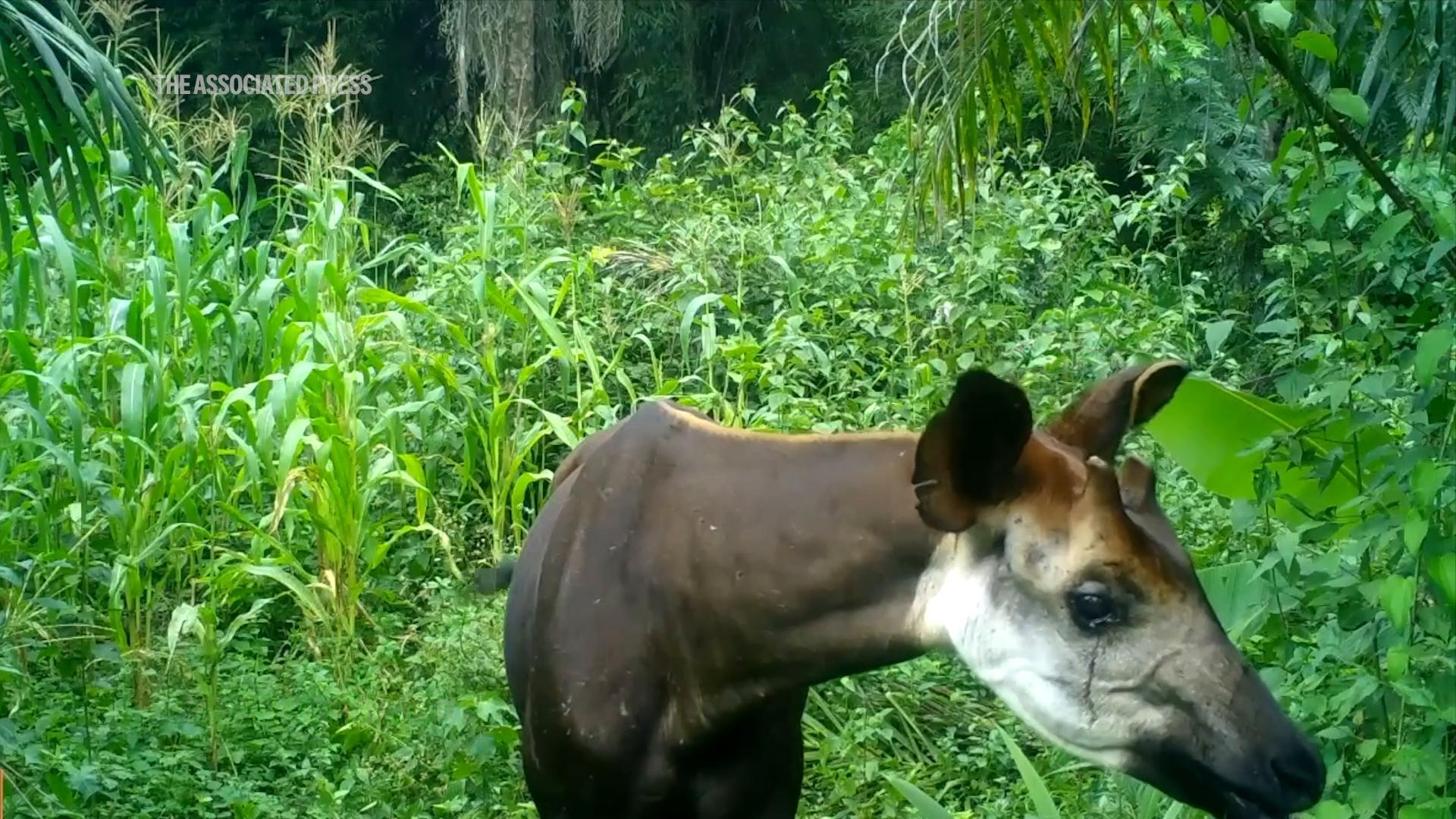 Chinese gold mining threatens a protected UN heritage site in Congo