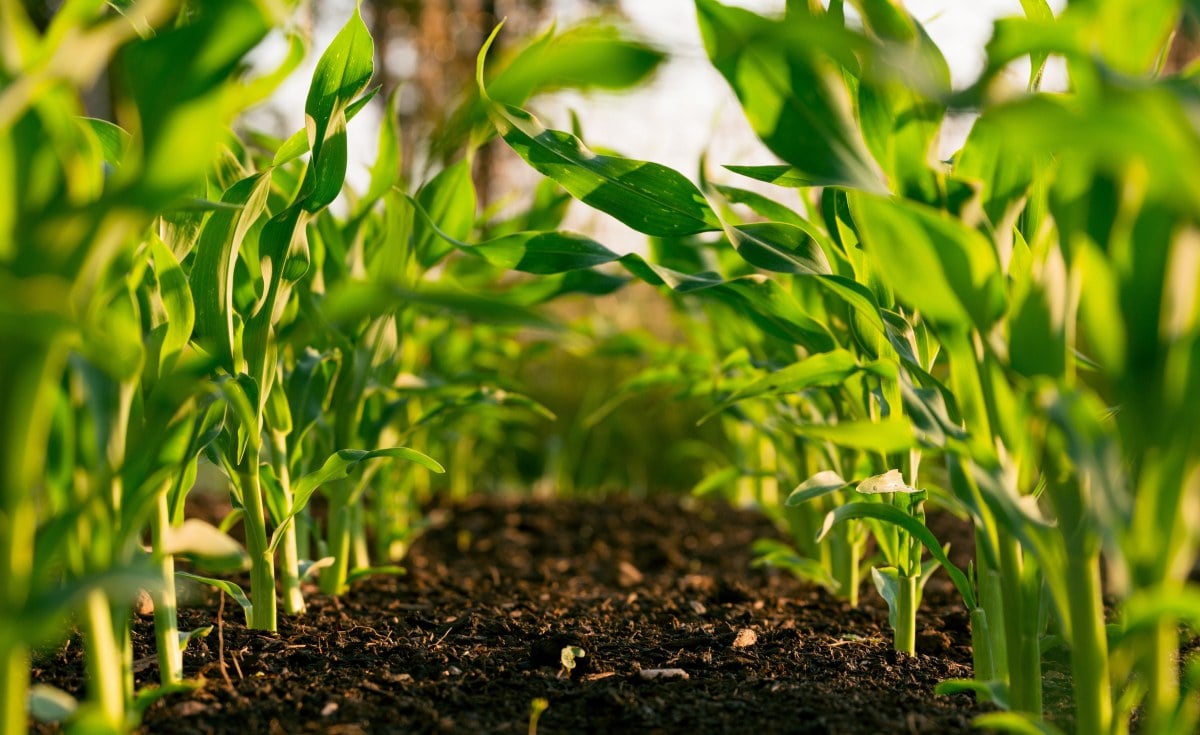 COP16 - With Investment, Small-Scale Farmers Can Restore Lands And Deliver Significant Food Security, Climate, And Economic Benefits