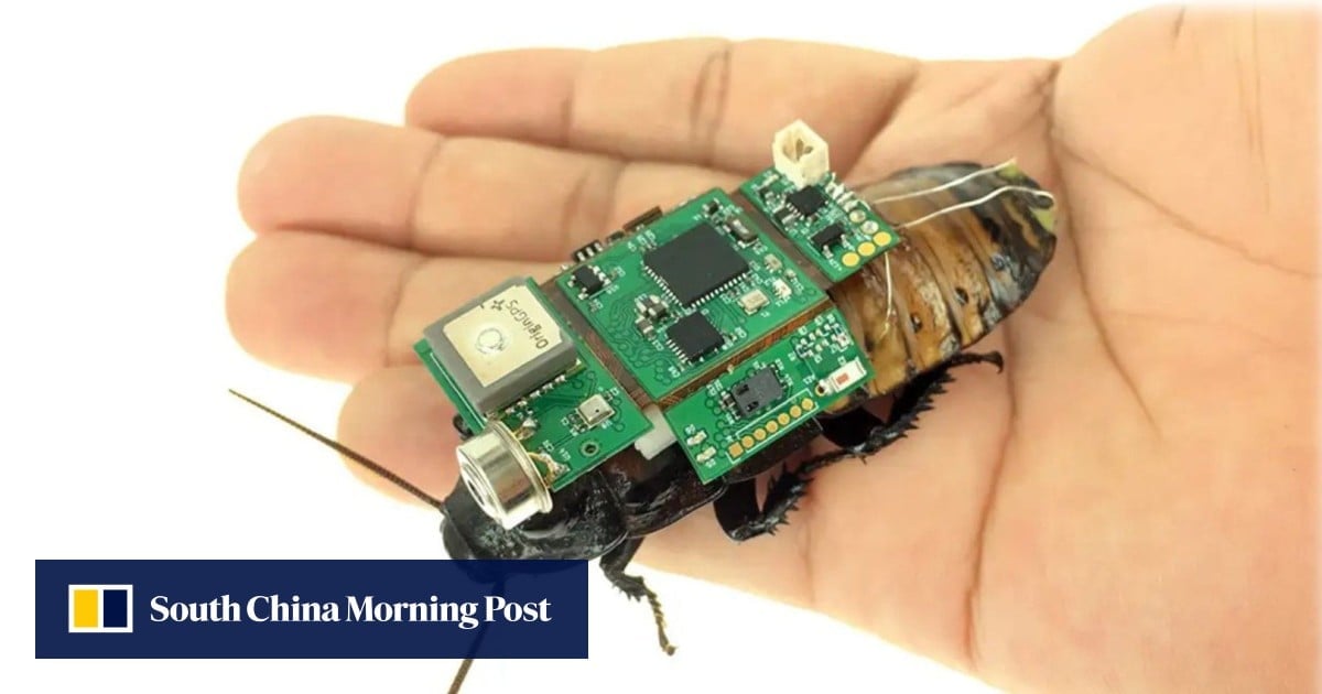 Cyborg cockroaches can now be mass-produced in a robotic factory. Pleasant dreams