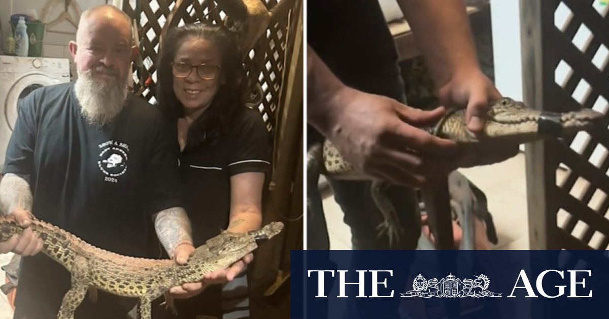 Darwin couple finds saltwater crocodile in laundry