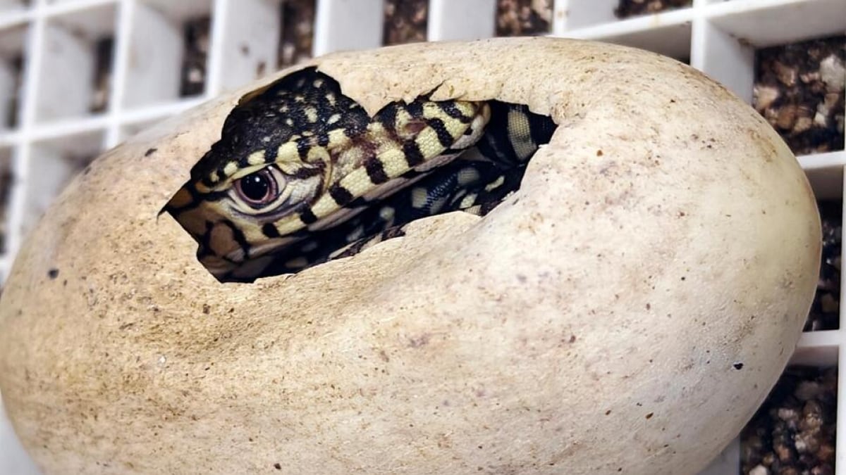 First Perentie Lizards Hatched at Los Angeles Zoo: A Major Breeding Milestone