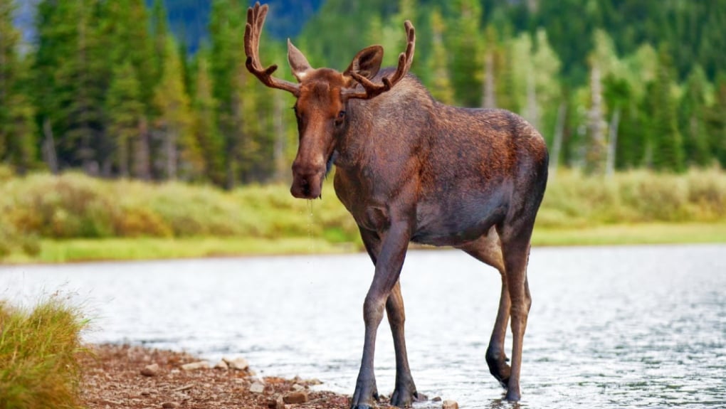 Five southern Ont. hunters fined $37K for moose hunt offences in northern Ont.