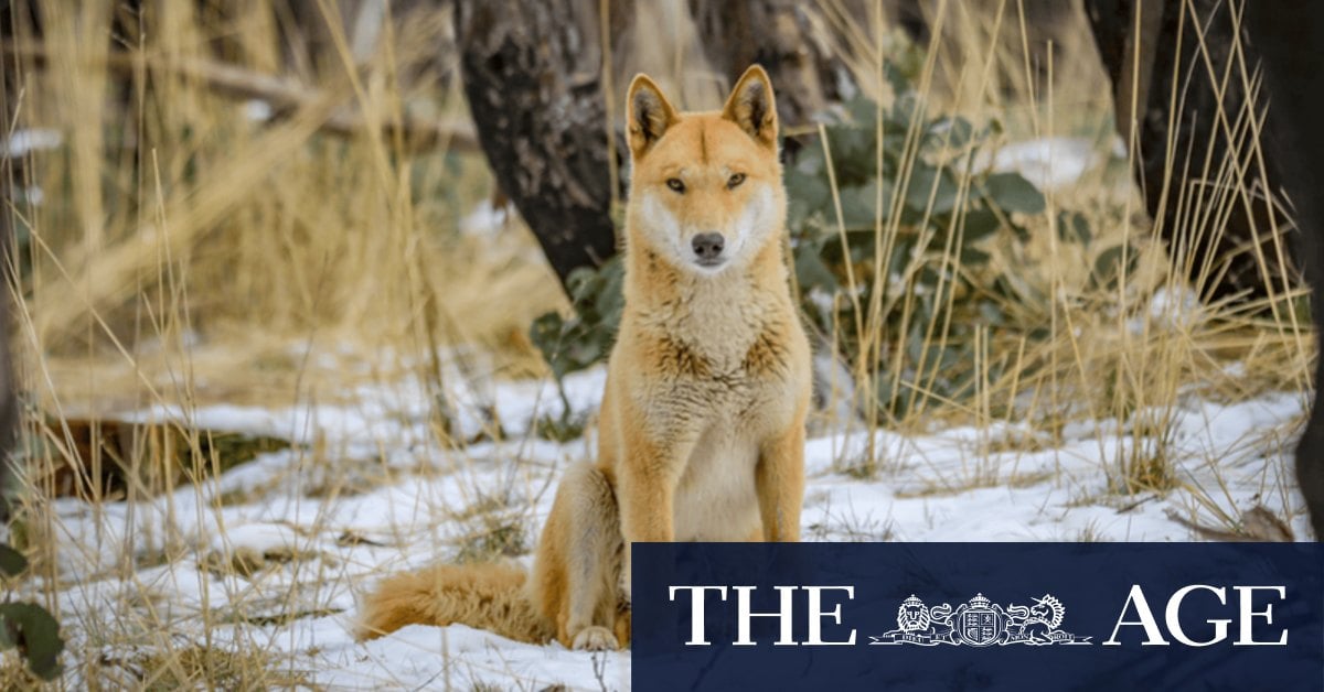 For decades, people have believed this dingo myth. DNA testing has revealed the truth