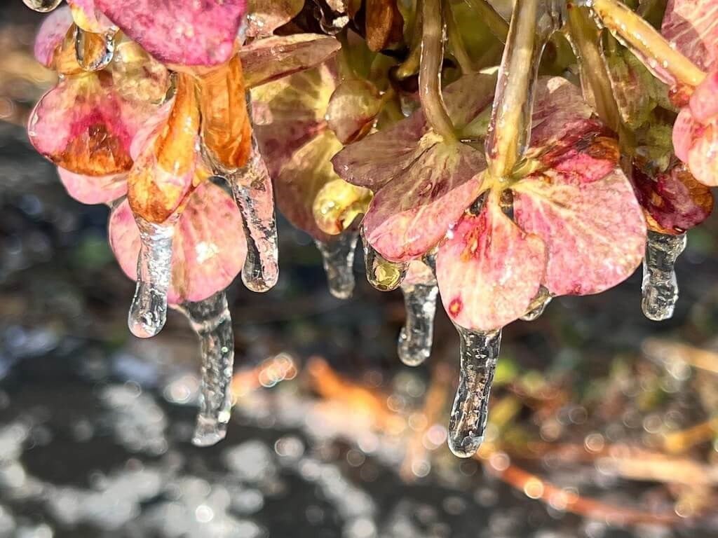 Freezing temperatures create icy splendor at Wuling Farm