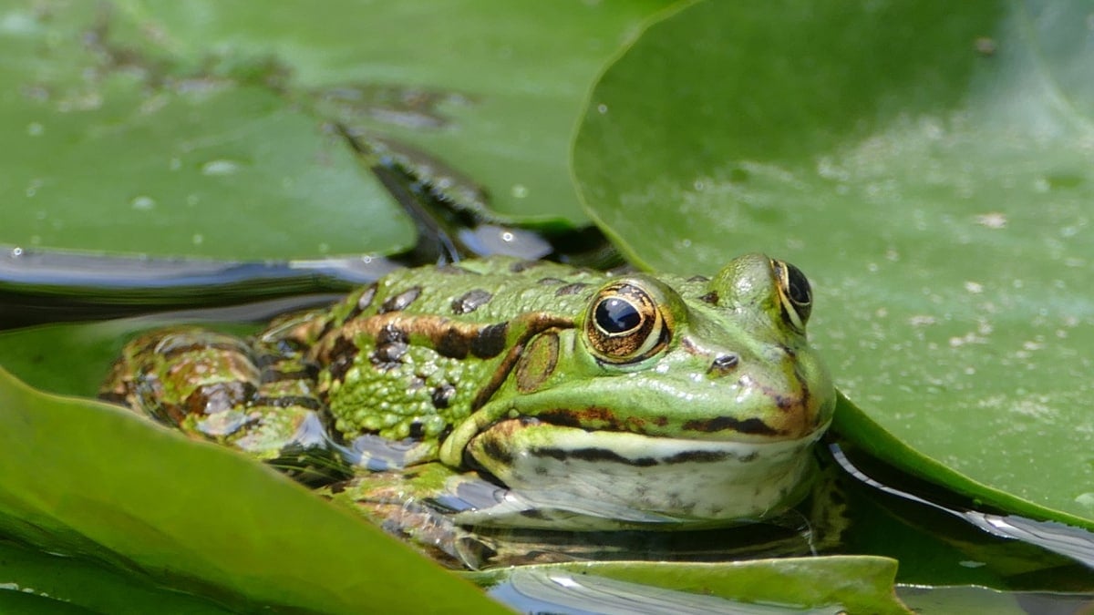 Fungus Wiping Out Frogs: Innovative "Frog Saunas" Offer Hope for Survival