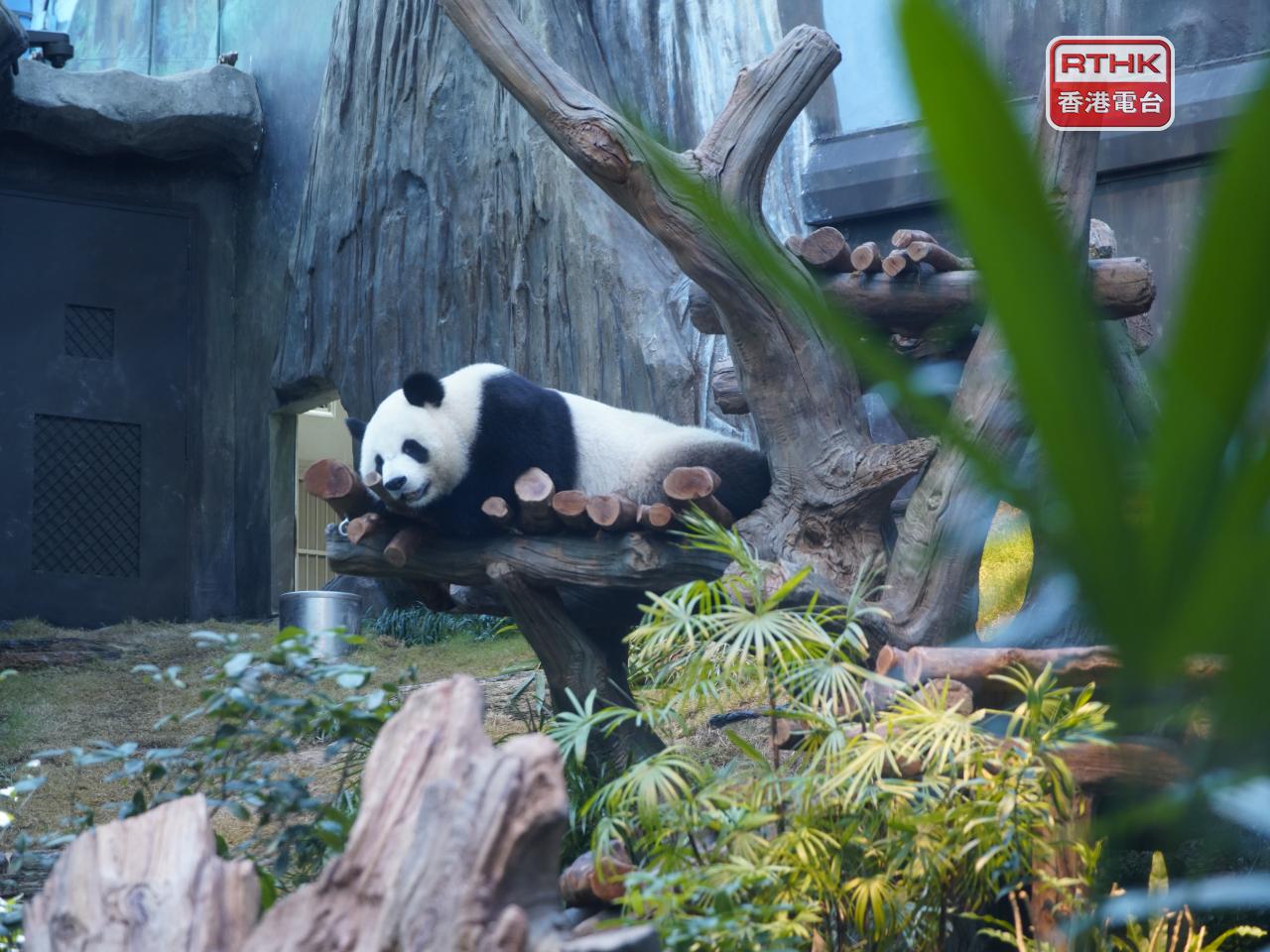 Giant pandas make media debut at Ocean Park