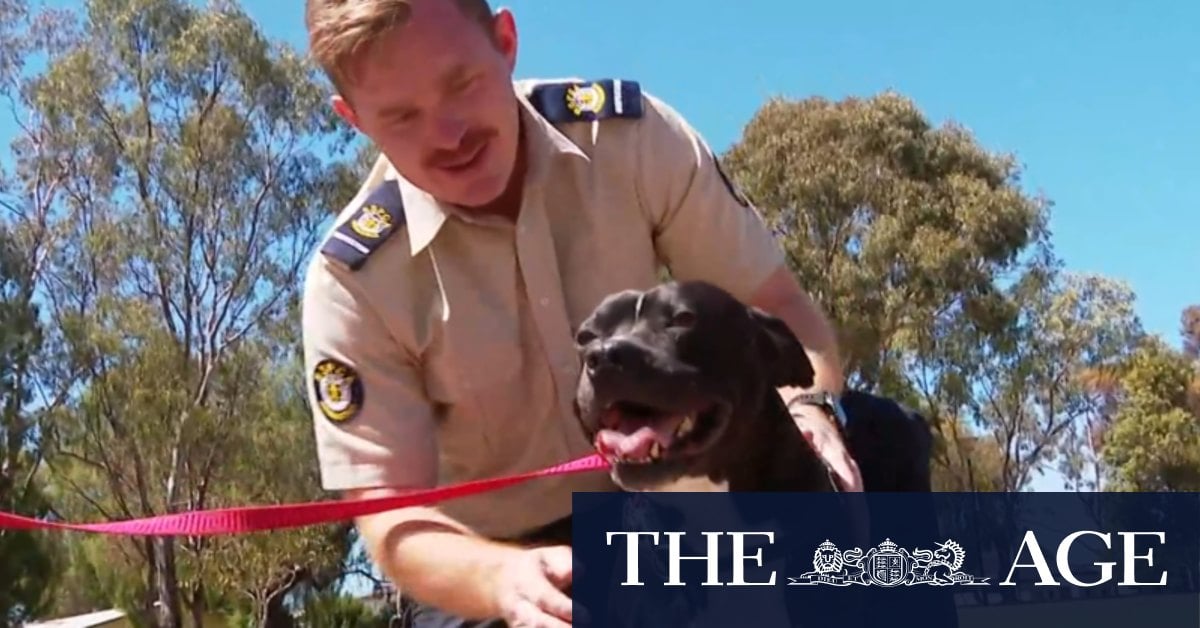 Heartwarming reunion between dog and man who saved his life