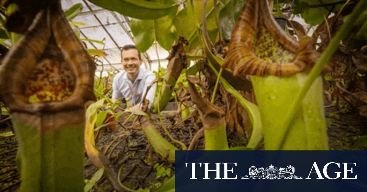 Hidden deep in a jungle, there is a big, furry, shellfish-munching plant. An Australian found it