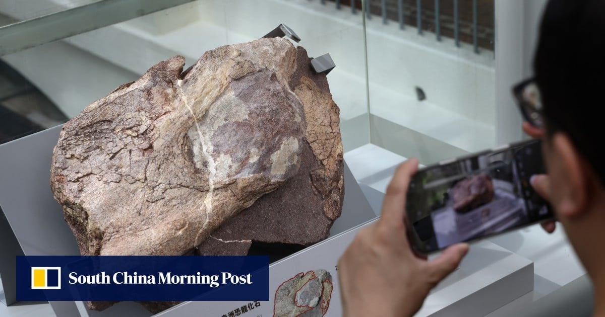 Hong Kong finds 30 more dinosaur fossils on Port Island, with area to reopen to public