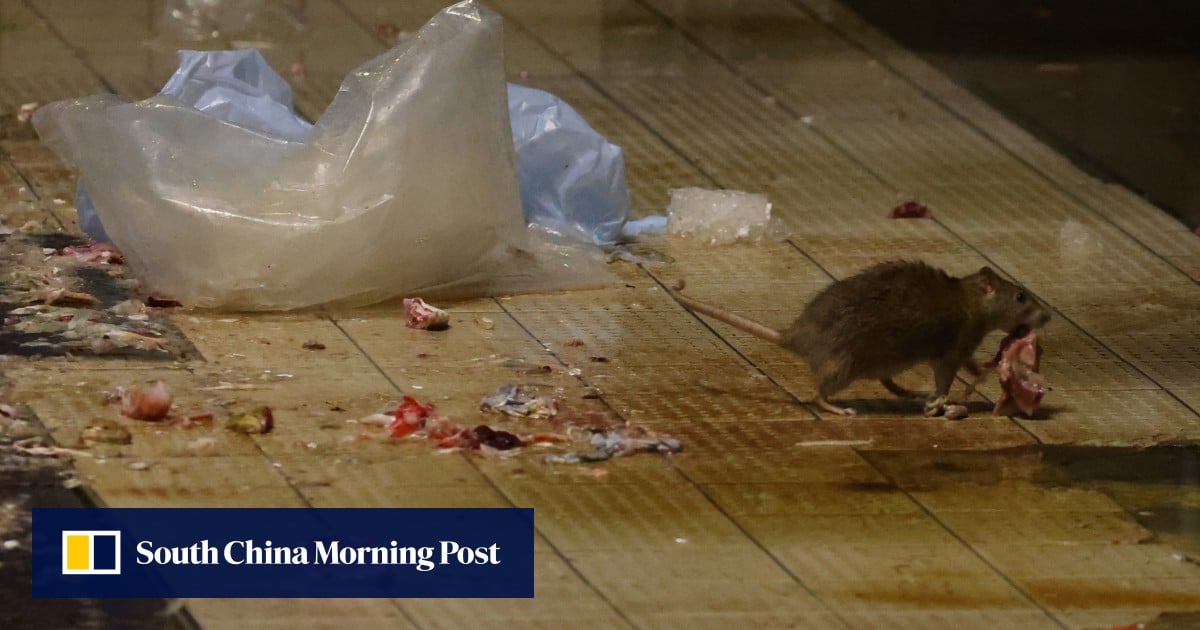 Hong Kong launches anti-rodent charter to improve environmental hygiene