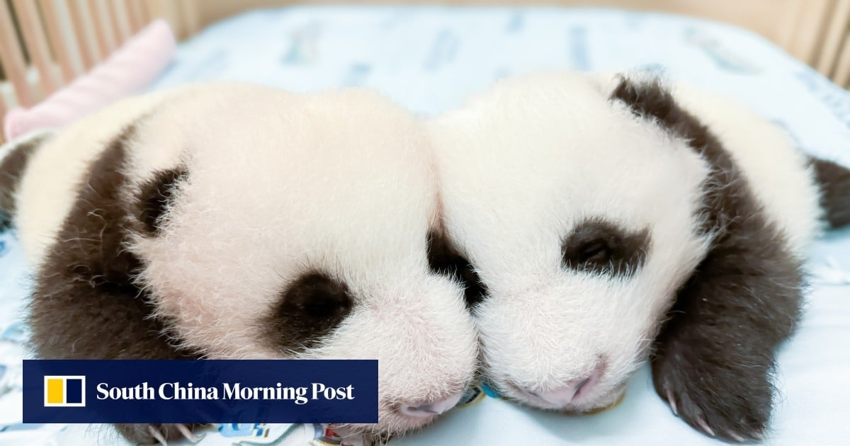 Hong Kong public may get to see panda cubs in February, Ocean Park boss says