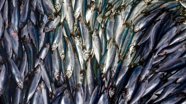 Industry withholding data on one of Canada's largest fisheries, advocates say