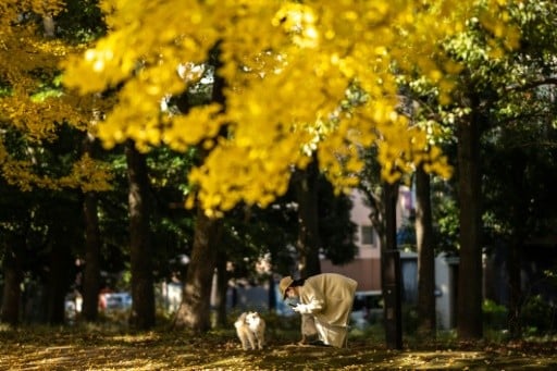 Japan experiences warmest autumn on record