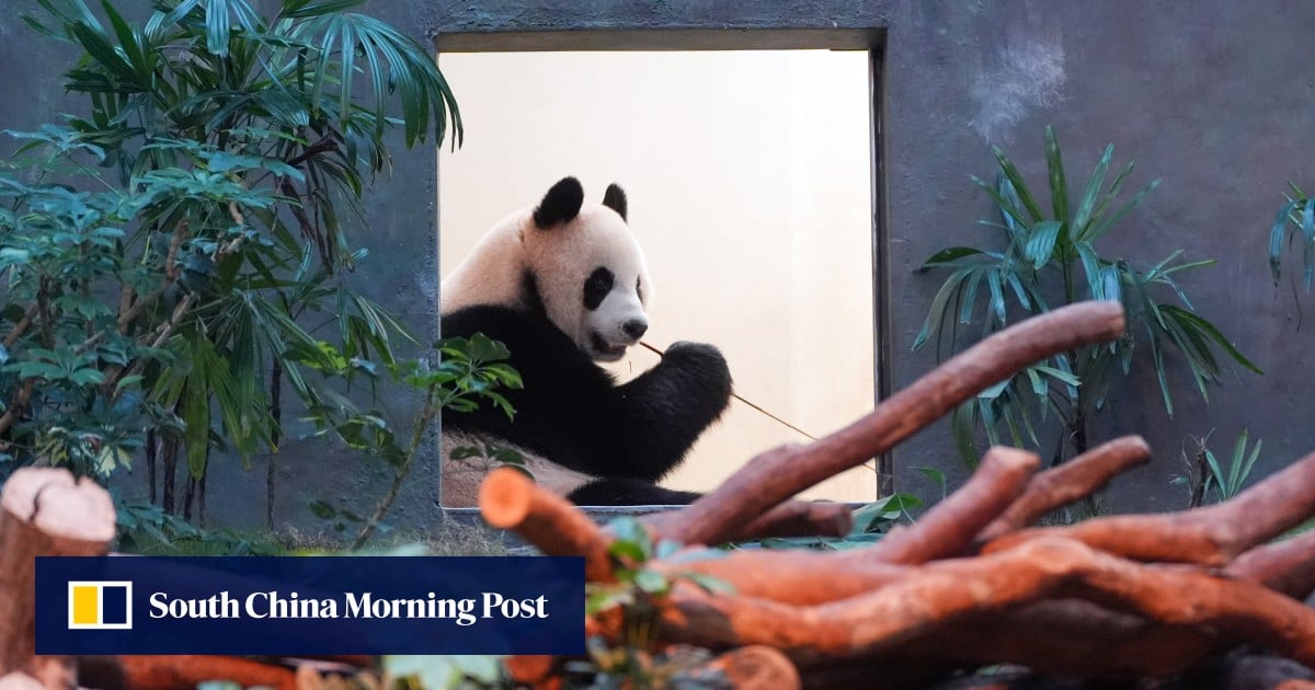 Lights, panda, action! Hong Kong prepares to unveil Beijing-gifted bears to public