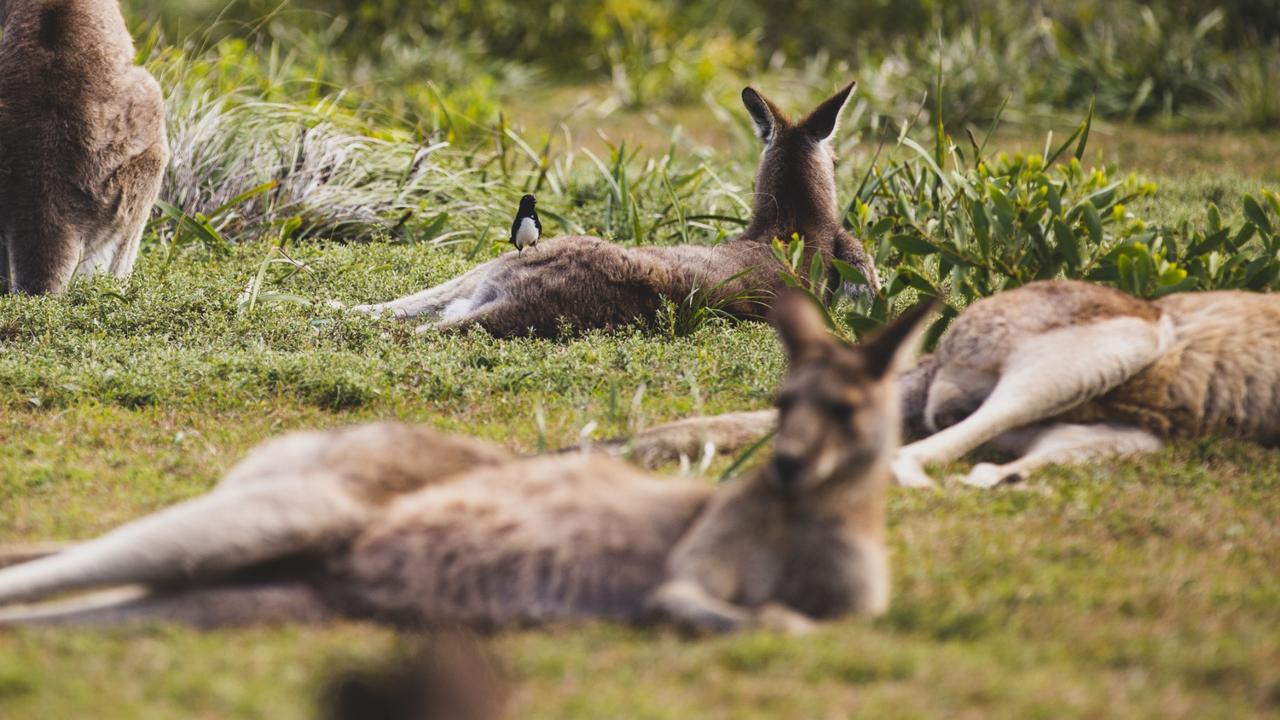 Man alleged horror act to 98 kangaroos