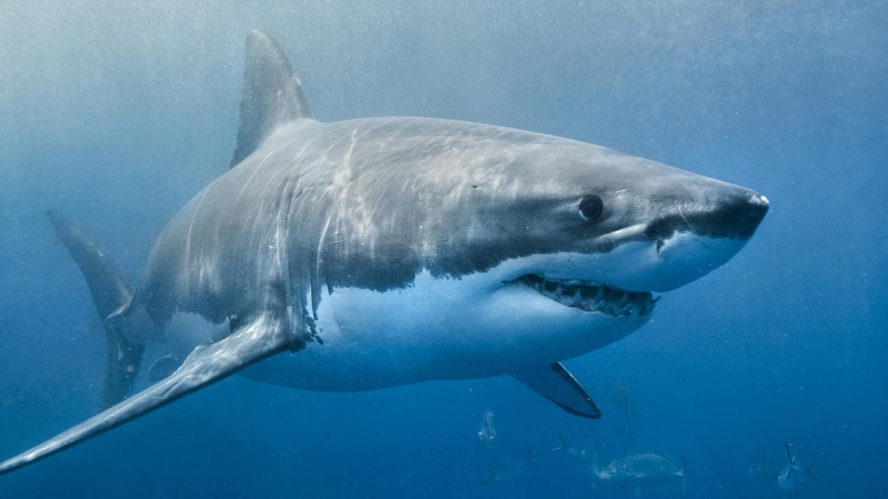 Man dies after horror shark attack