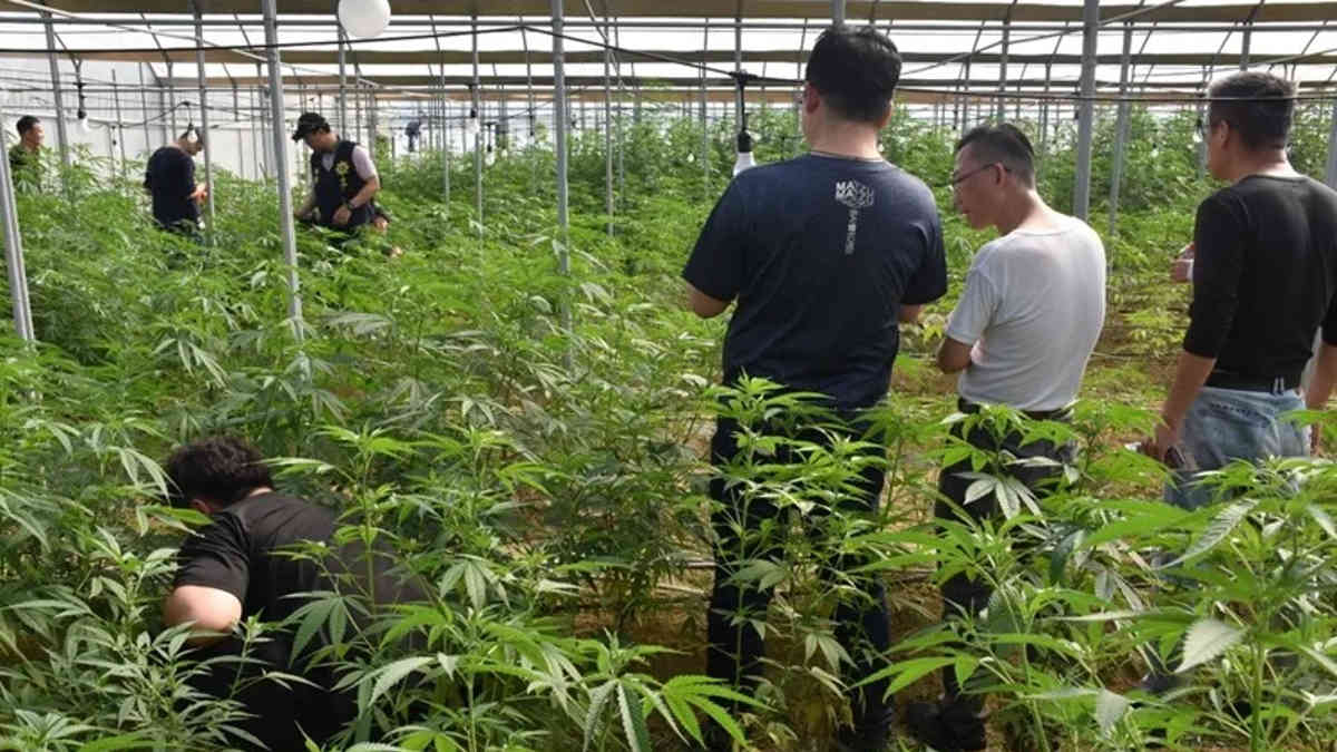 Marijuana growing bust in southern Taiwan breaks national record