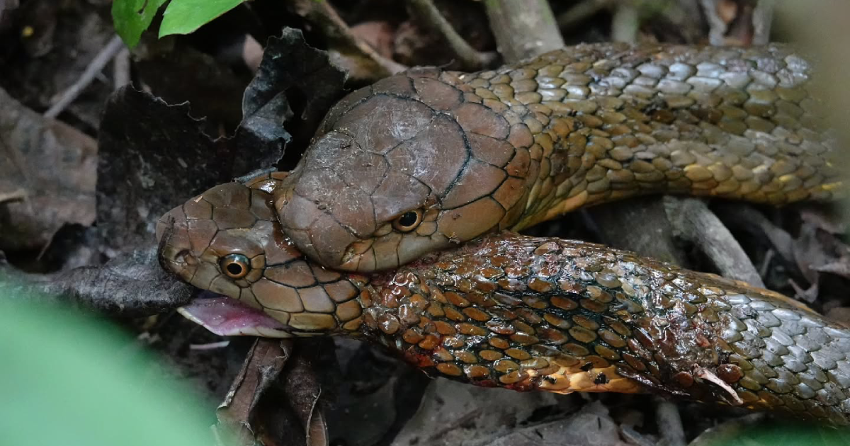 'Massive battle': Large king cobra tries to eat smaller one at Windsor Nature Park