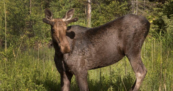 Men convicted after moose shot from motorboat in northern Ontario