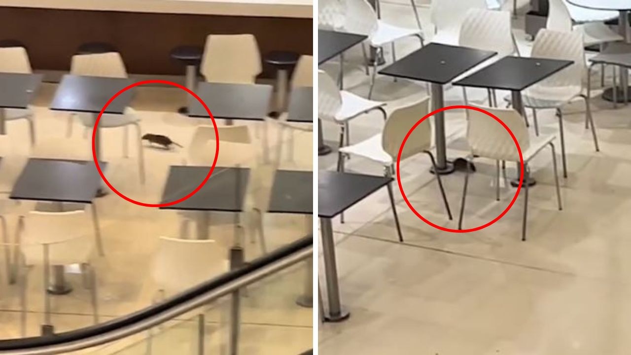 Moment giant rats scurry through food court