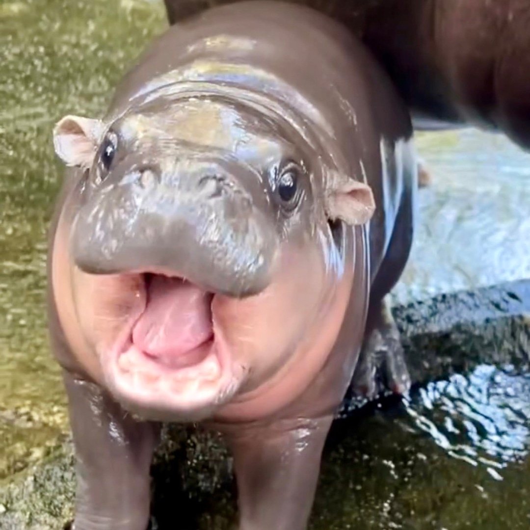 
                        Move Over Moo Deng: Virginia Zoo Welcomes Newborn Hippo
                