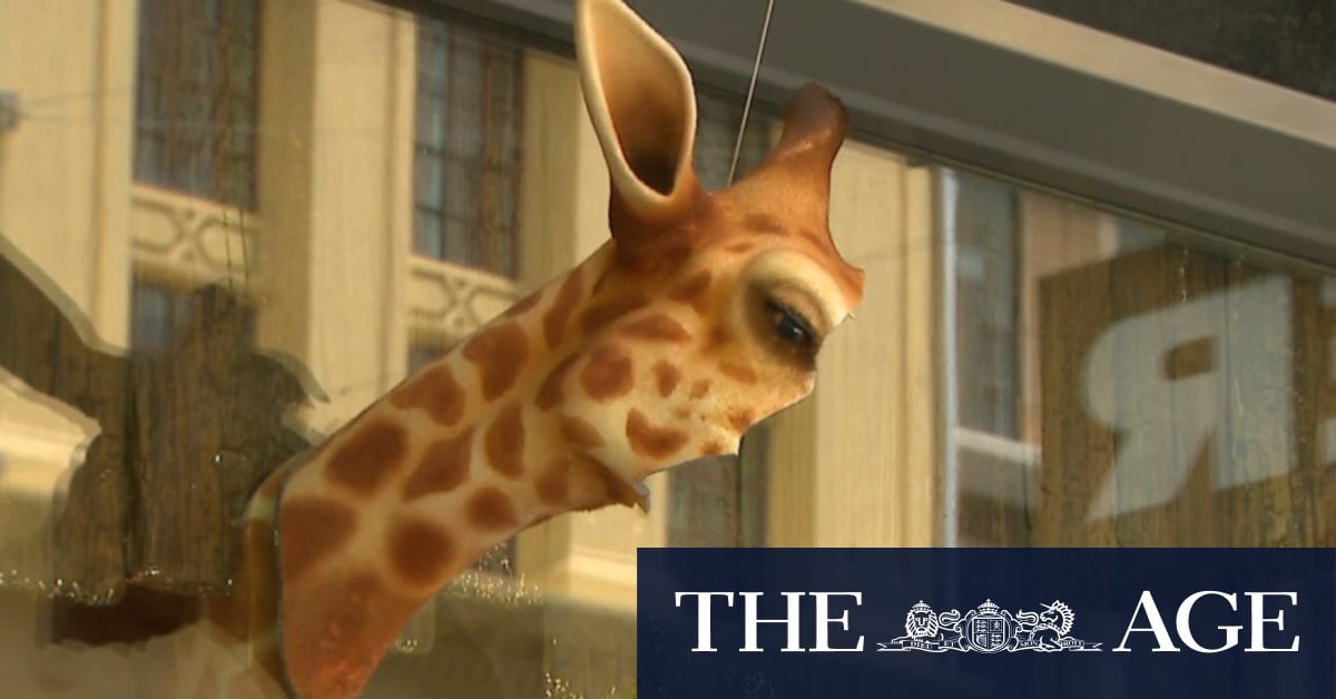 Myer Christmas windows creation Genie the Giraffe vandalised again 