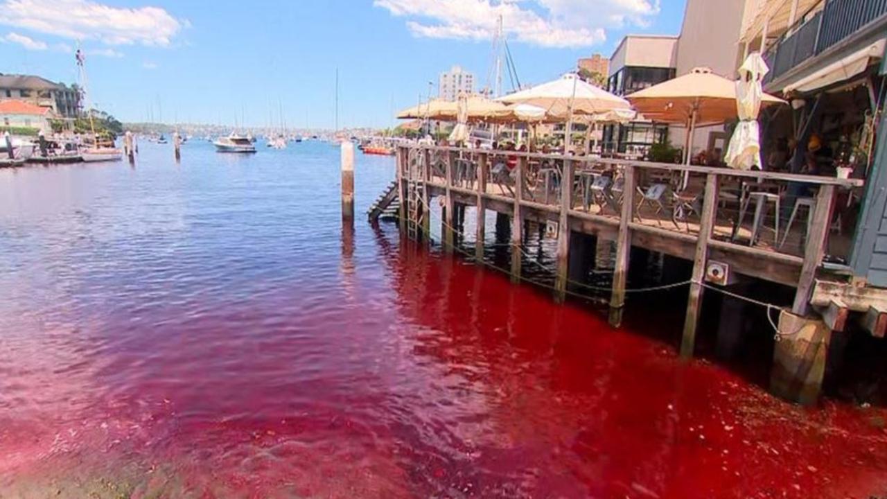 Mystery as harbour water turns blood red