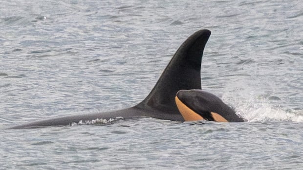 Newborn orca calf spotted, raising a little hope for endangered southern resident killer whales