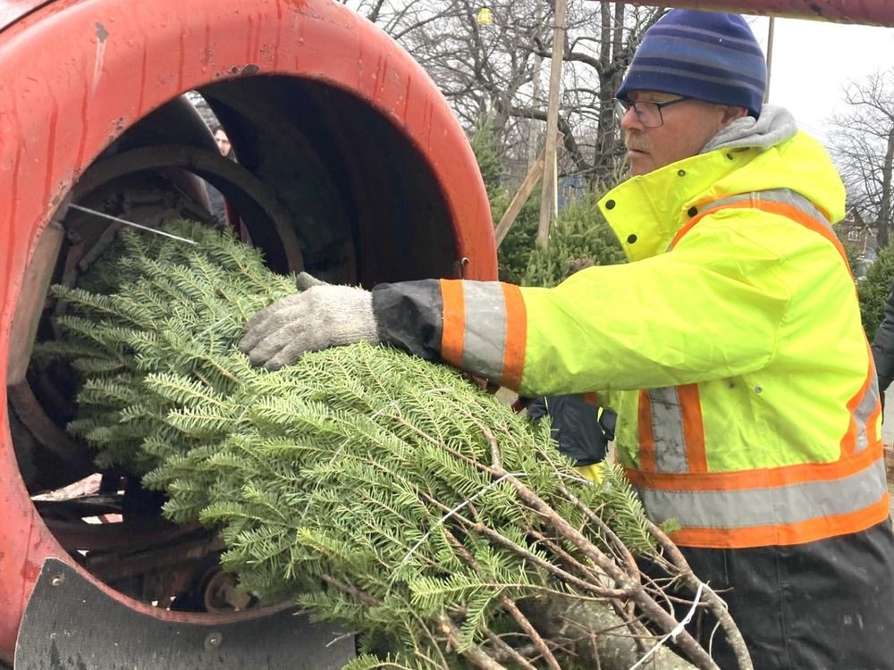 O Tannenbaum! Christmas tree industry desperate for new blood as farmers age