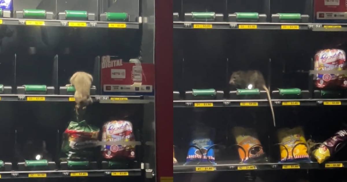 Oh rats! Rodent seen scampering inside vending machine