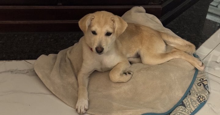 Ontario couple pleads for return of missing puppy after Montreal car theft