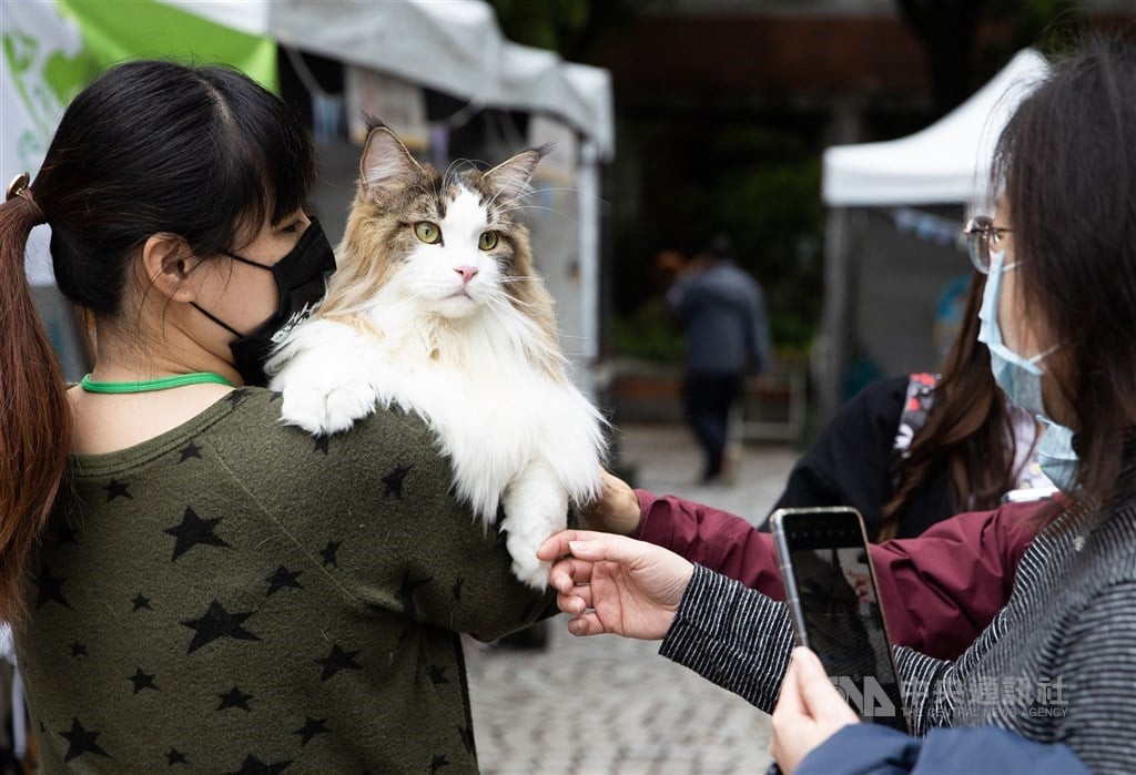 Owners of non-microchipped pet cats to be fined from 2026