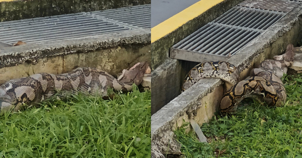 Python with swollen belly found at Eunos after swallowing community cat