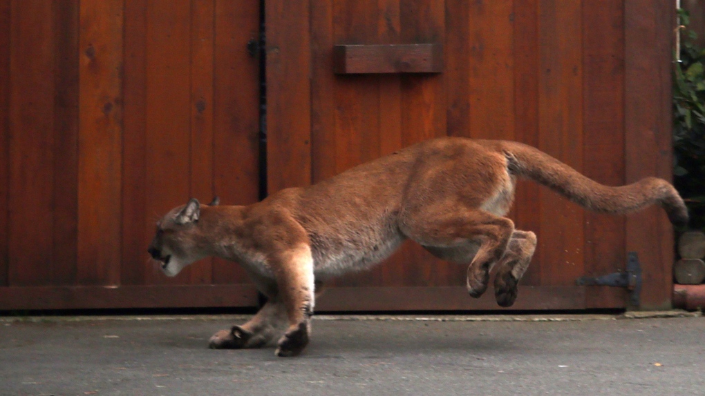 Rare cougar sighting reported in urban Vancouver, far from wilderness