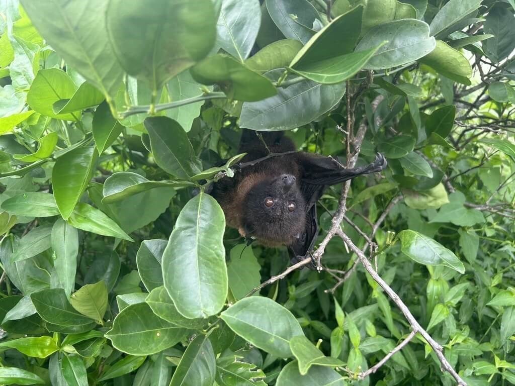 Rare megabat released into wild in Hualien believed dead