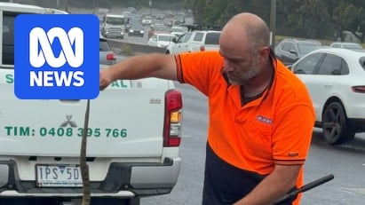 Rattled driver forced to pull over on Monash Freeway after tiger snake slithers up leg